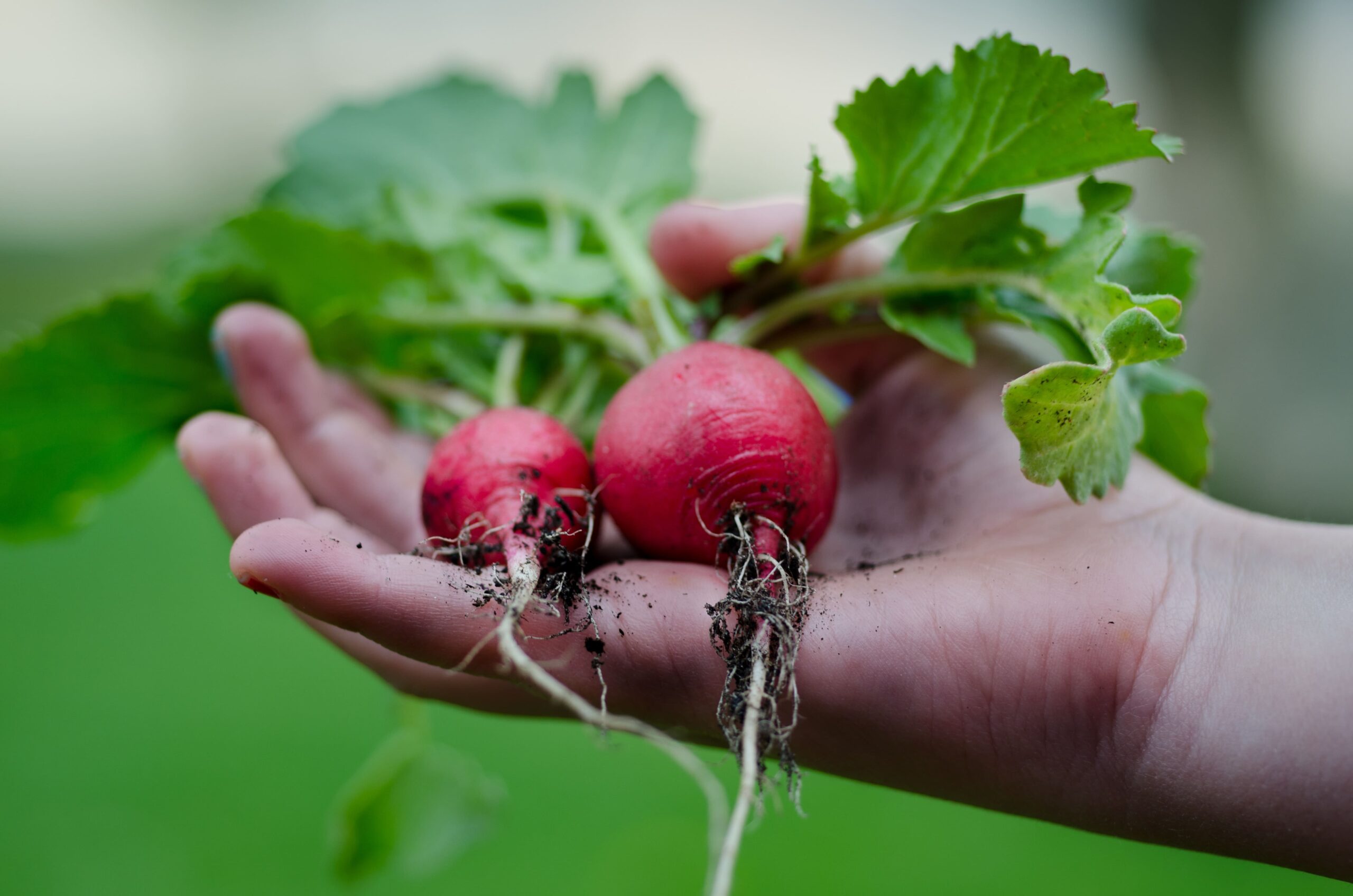 Permakultur Hochbeet anlegen